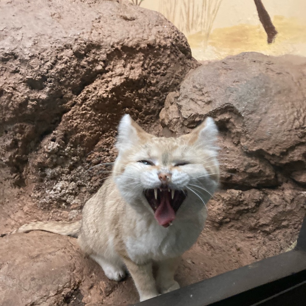 Meet your Posher, Faith